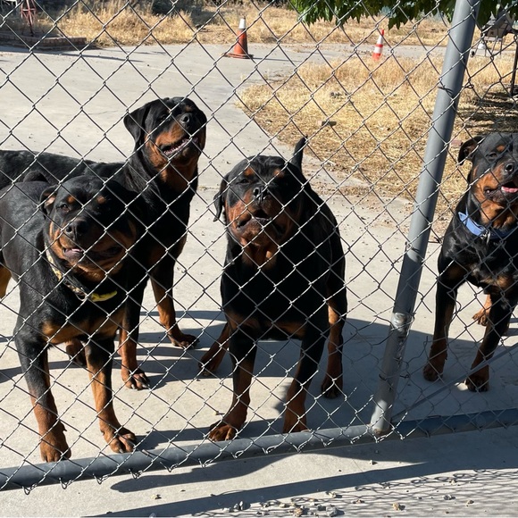 Grateful - Picture 2 of 3